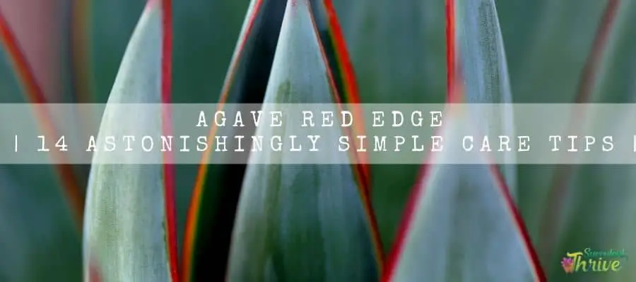 Agave Red Edge