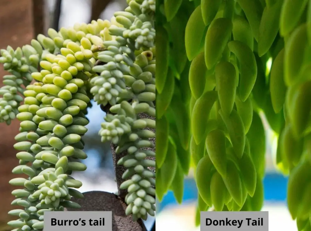 Burro's Tail vs Donkey Tail