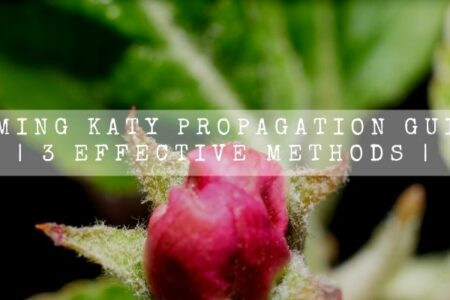 Flaming Katy Propagation Guide | 3 Effective Methods |