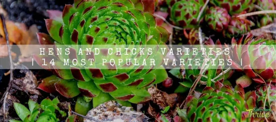 Hens And Chicks Varieties