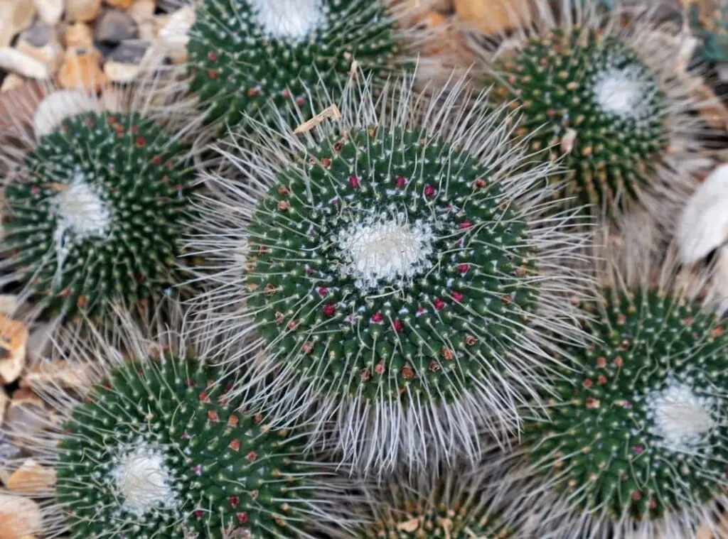 Pincushion Cactus Varieties