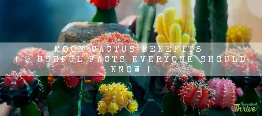 Moon Cactus Benefits