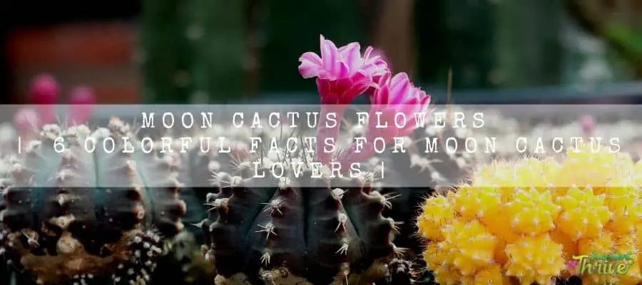 Moon Cactus flower