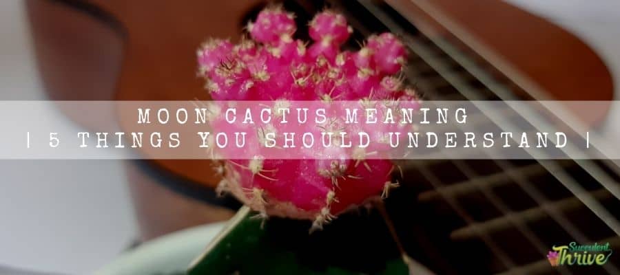 Moon Cactus meaning