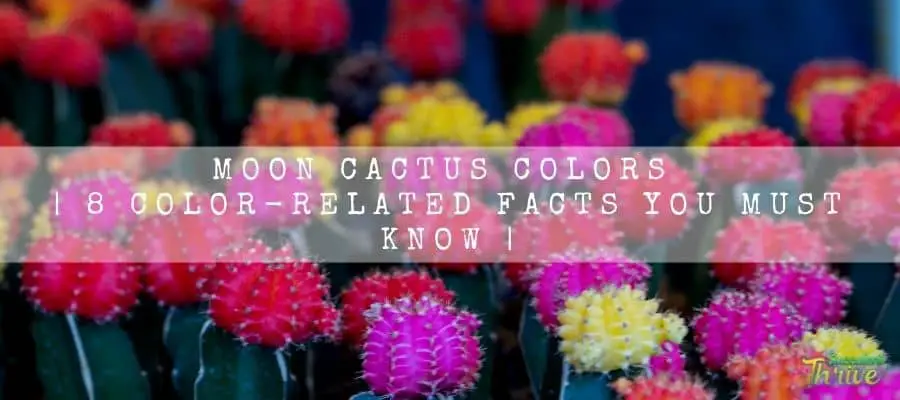 moon cactus colors