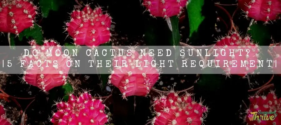 Moon Cactus need sunlight