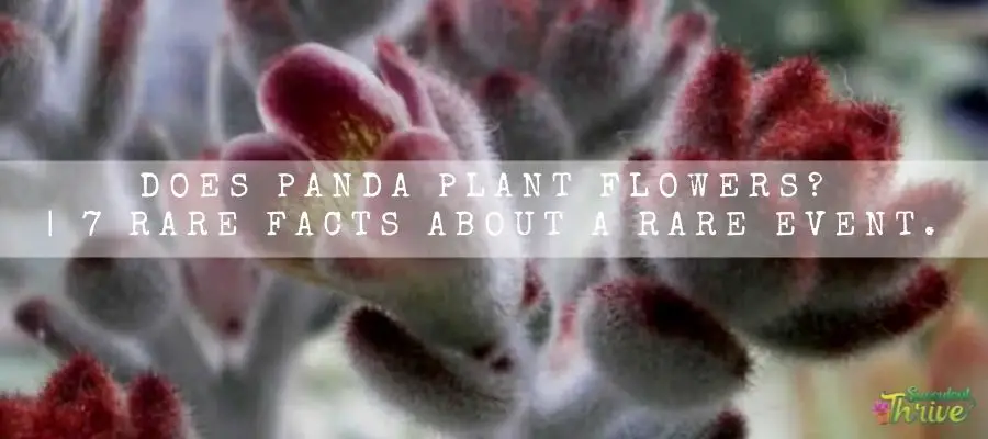 Panda Plant flowers
