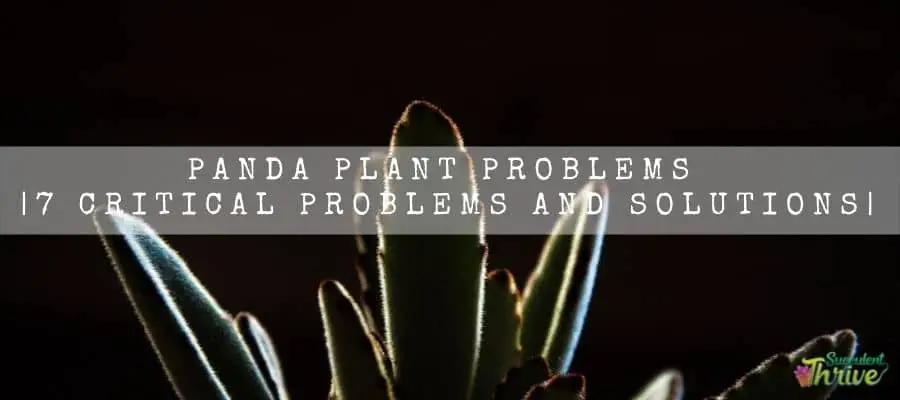 Panda Plant problems