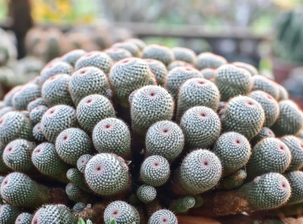 Pincushion Cactus Varieties 2 1