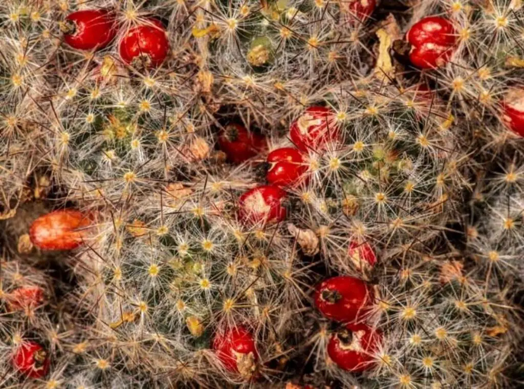 Pincushion Cactus fruit 4 1