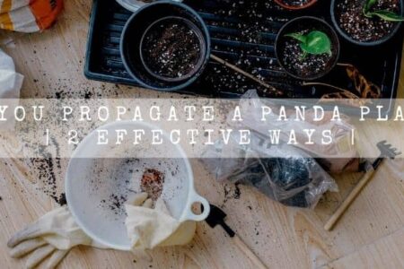 Can You Propagate A Panda Plant? | 2 Effective Ways |
