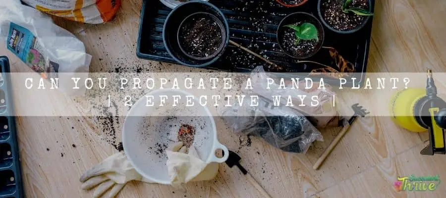Propagate A Panda Plant