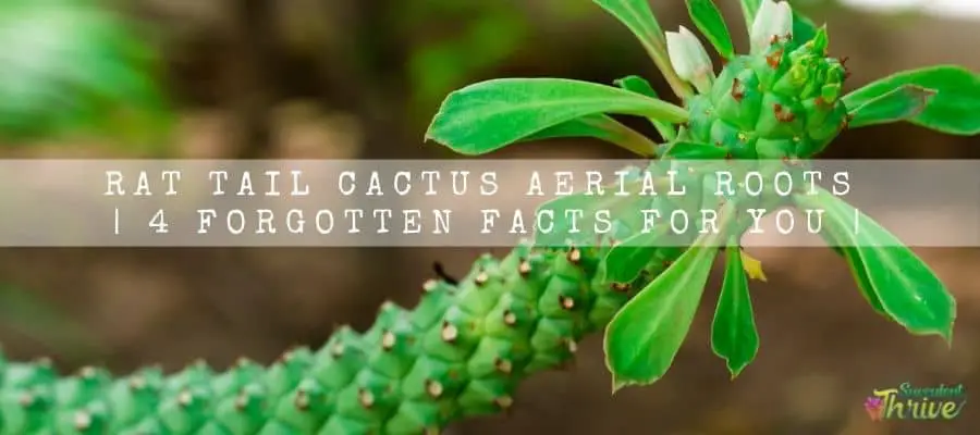 Rat Tail Cactus Aerial Roots