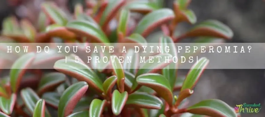 Save A Dying Peperomia