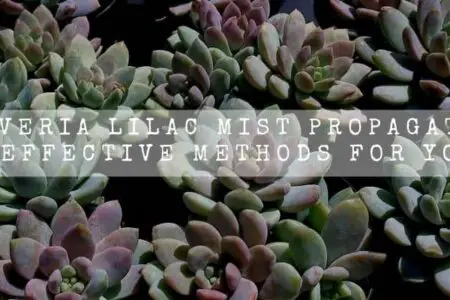 Sedeveria Lilac Mist Propagation | 3 Effective Methods For You |