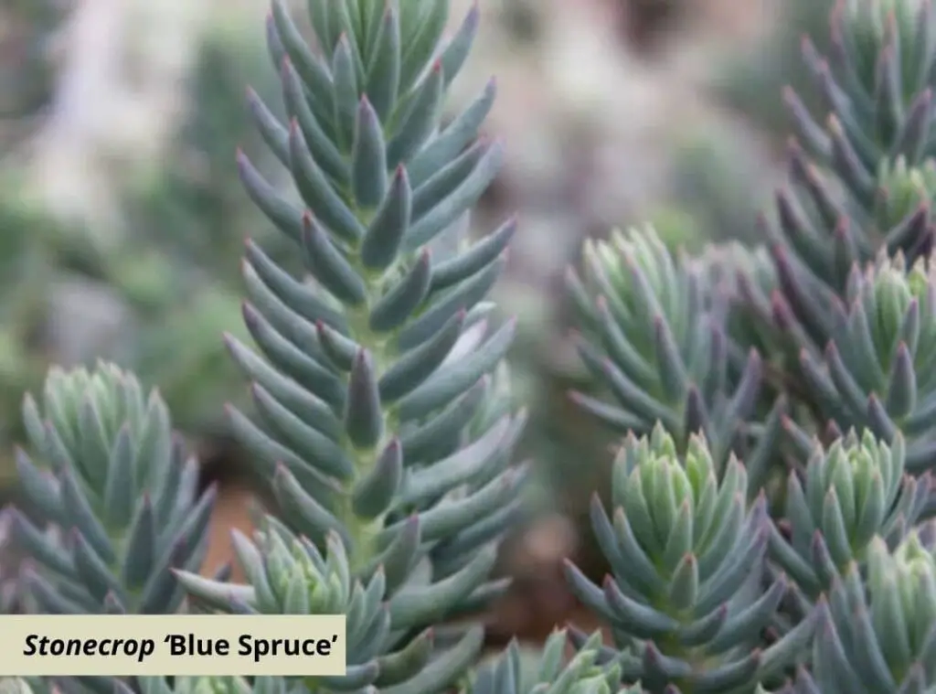 blue succulents