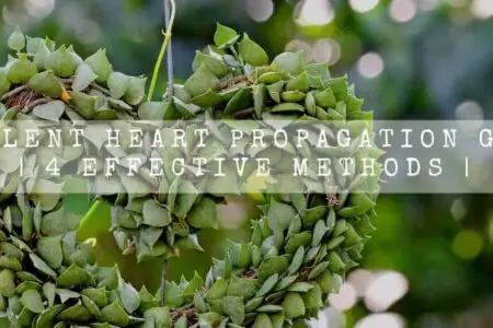 Succulent Heart Propagation Guide | 4 Effective Methods |