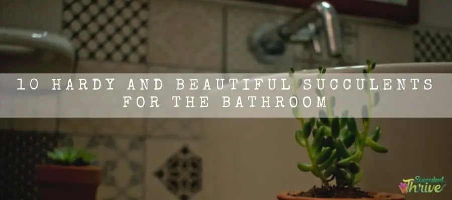 succulents For The Bathroom