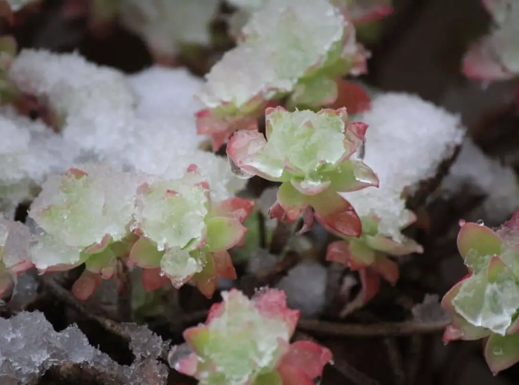 Succulents In Extreme Weather 10 1