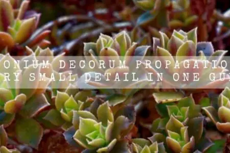 Aeonium Decorum Propagation | Every Small detail In One Guide |