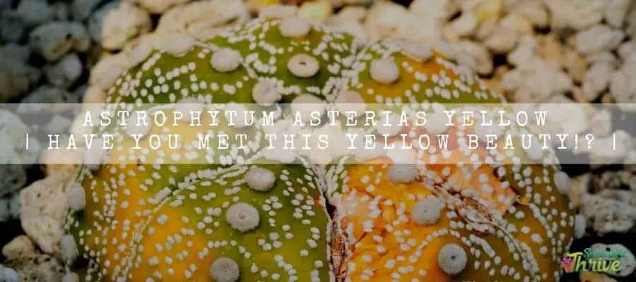 Astrophytum Asterias Yellow