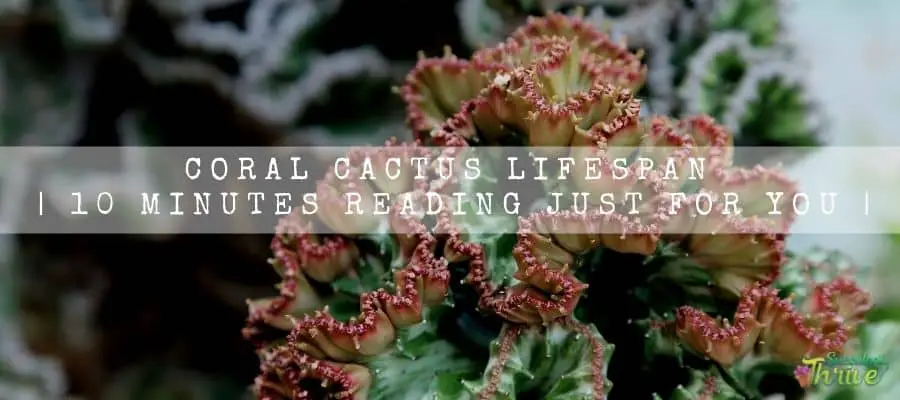 Coral Cactus lifespan
