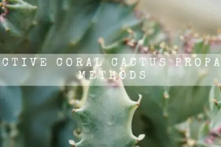 5 Effective Coral Cactus Propagation Methods