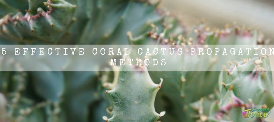 Coral Cactus propagation
