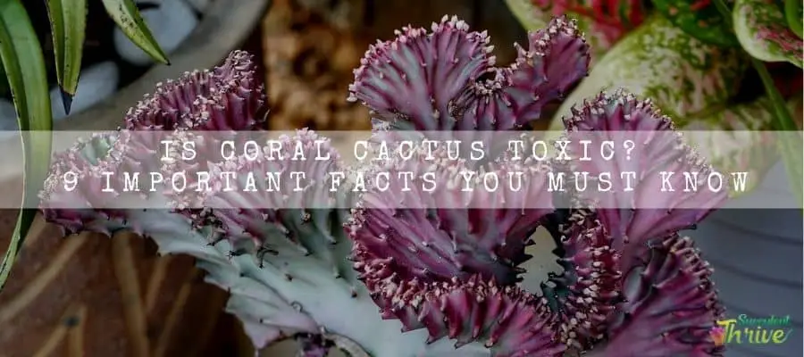 Coral Cactus toxic