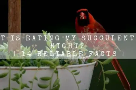 What Is Eating My Succulents At Night? | 14 Reliable Facts |