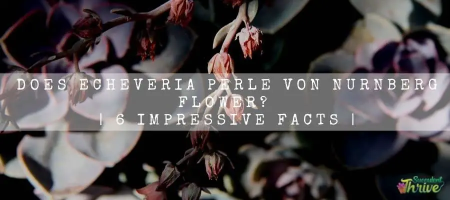Echeveria Perle Von Nurnberg Flower