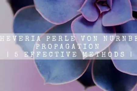 Echeveria Perle Von Nurnberg Propagation | 5 Effective Methods |