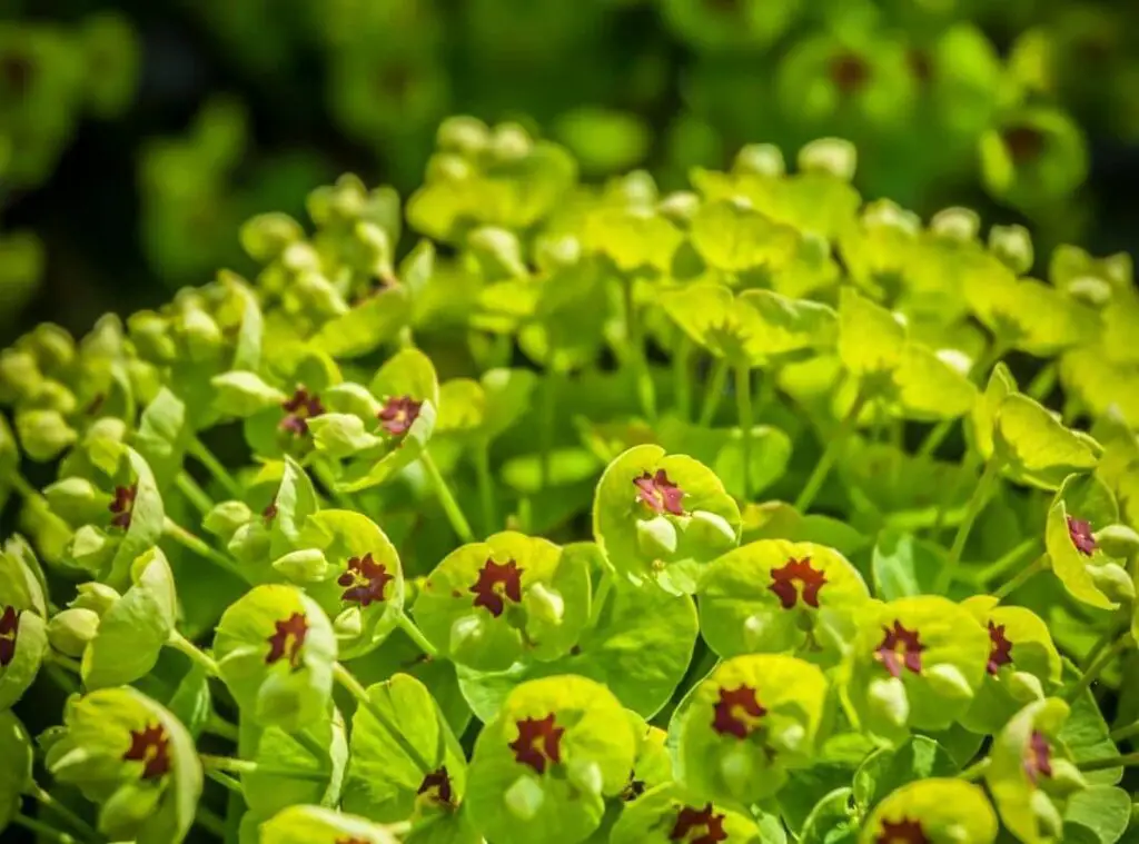 Euphorbia Fertilizer