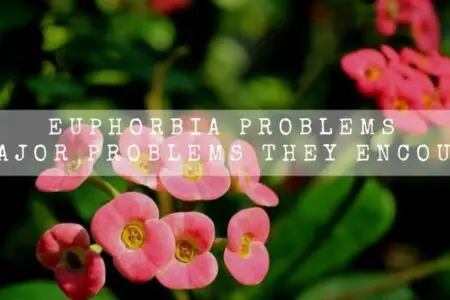Euphorbia Problems | 15 Major Problems They Encounter |