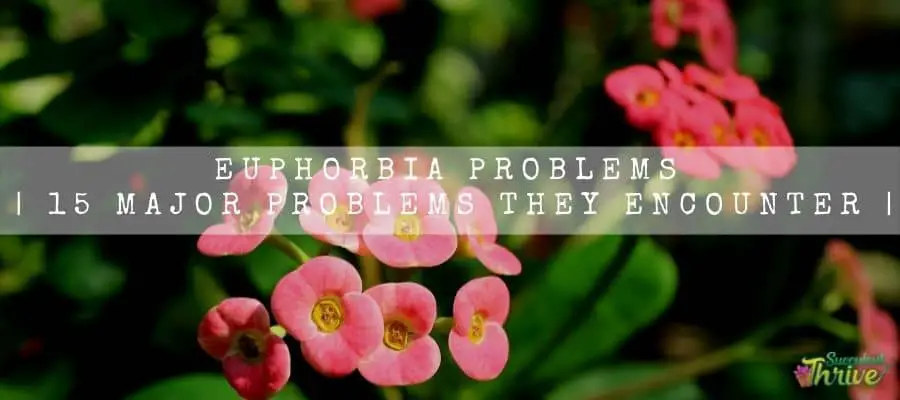 Euphorbia Problems