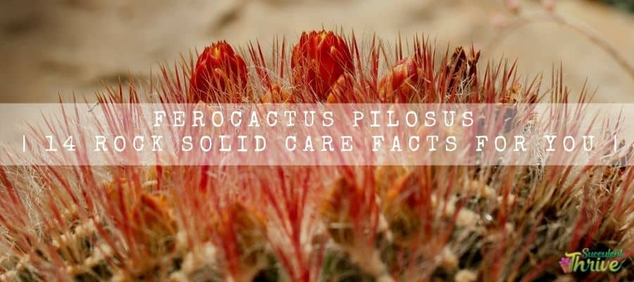 Ferocactus Pilosus