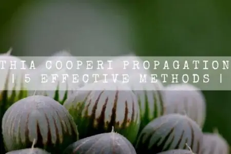 Haworthia Cooperi Propagation Guide | 5 Effective Methods |