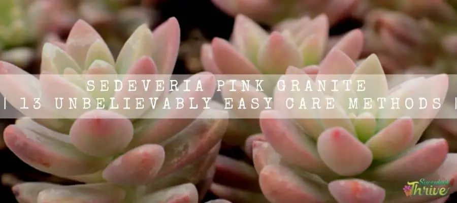 Sedeveria Pink Granite