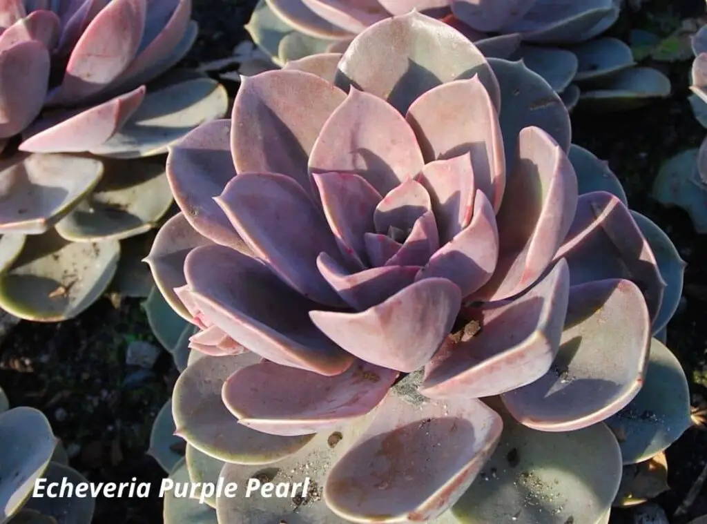 Echeveria Purple Pearl  vs  Echeveria Perle Von Nurnberg