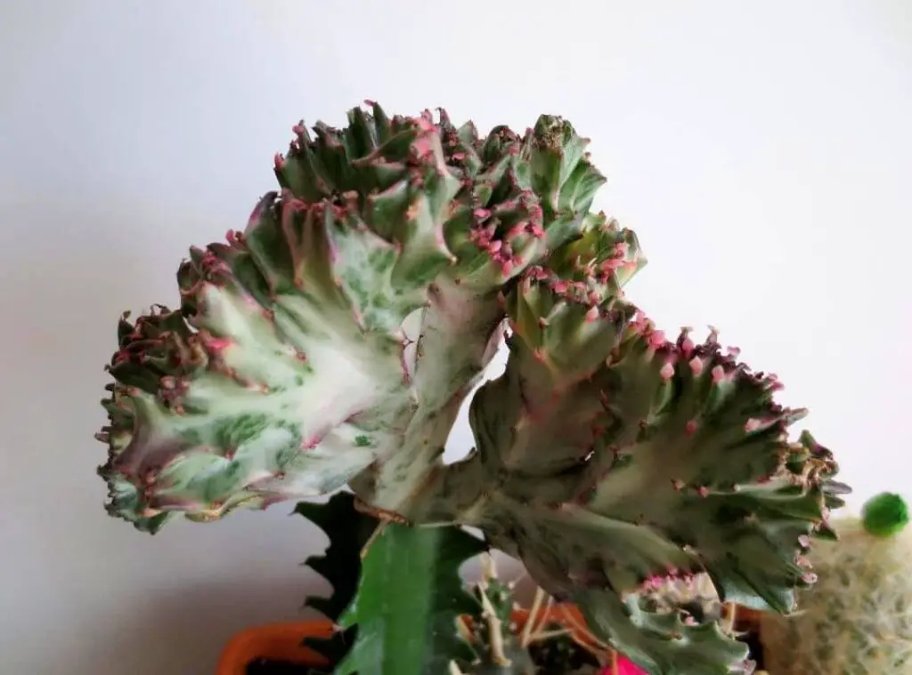 Coral Cactus Dying