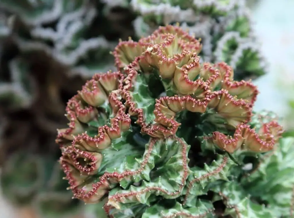 coral cactus flower 