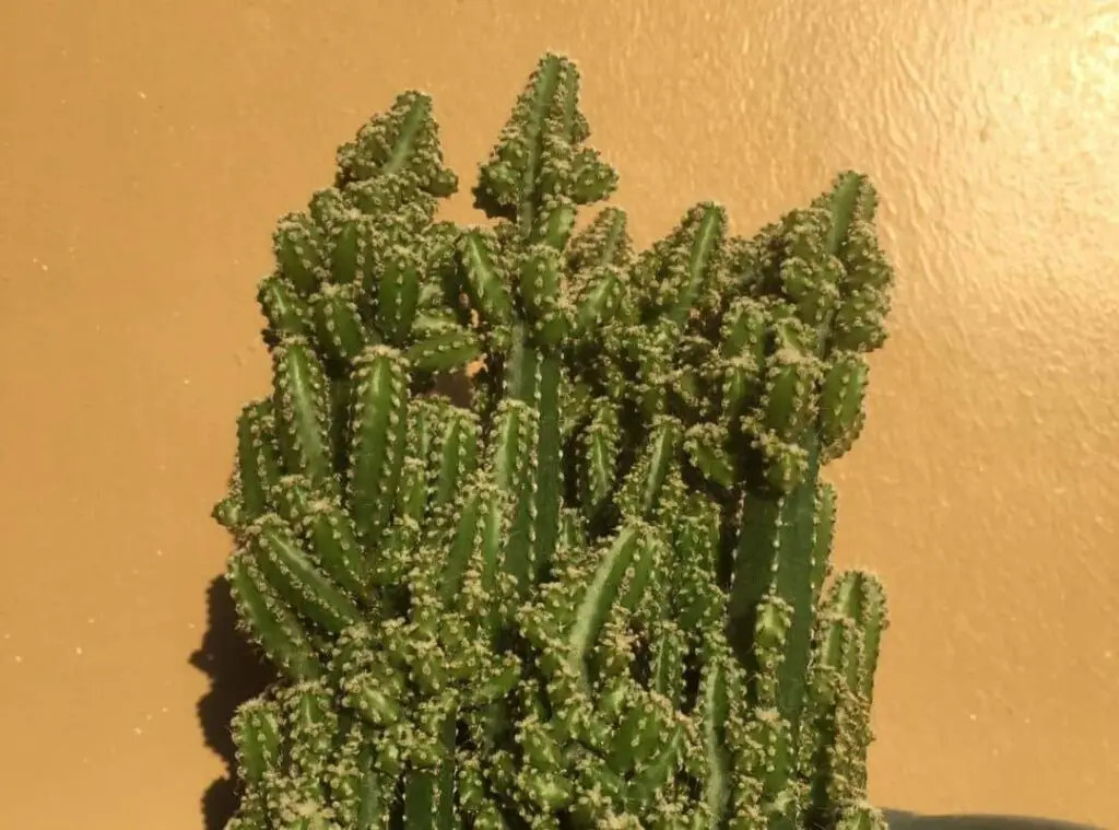 Rainforest cactus