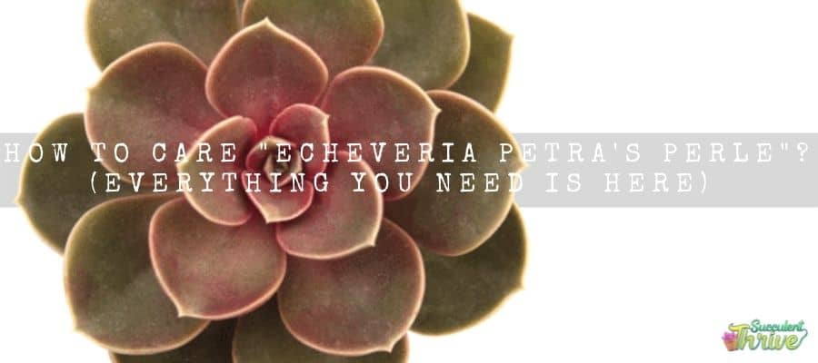 Echeveria Petra's Perle