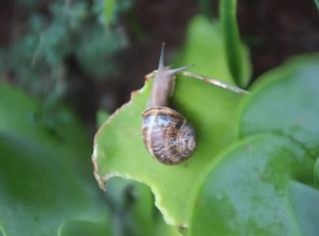 Get Rid Of Snails On Succulents 