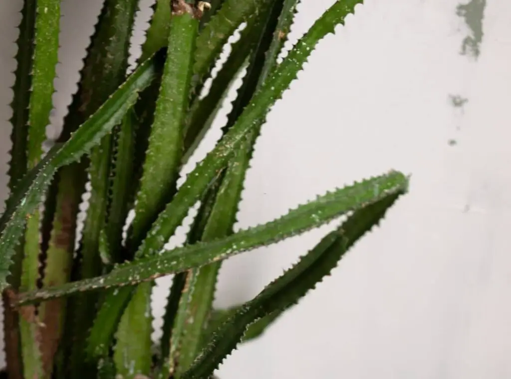Rainforest cactus