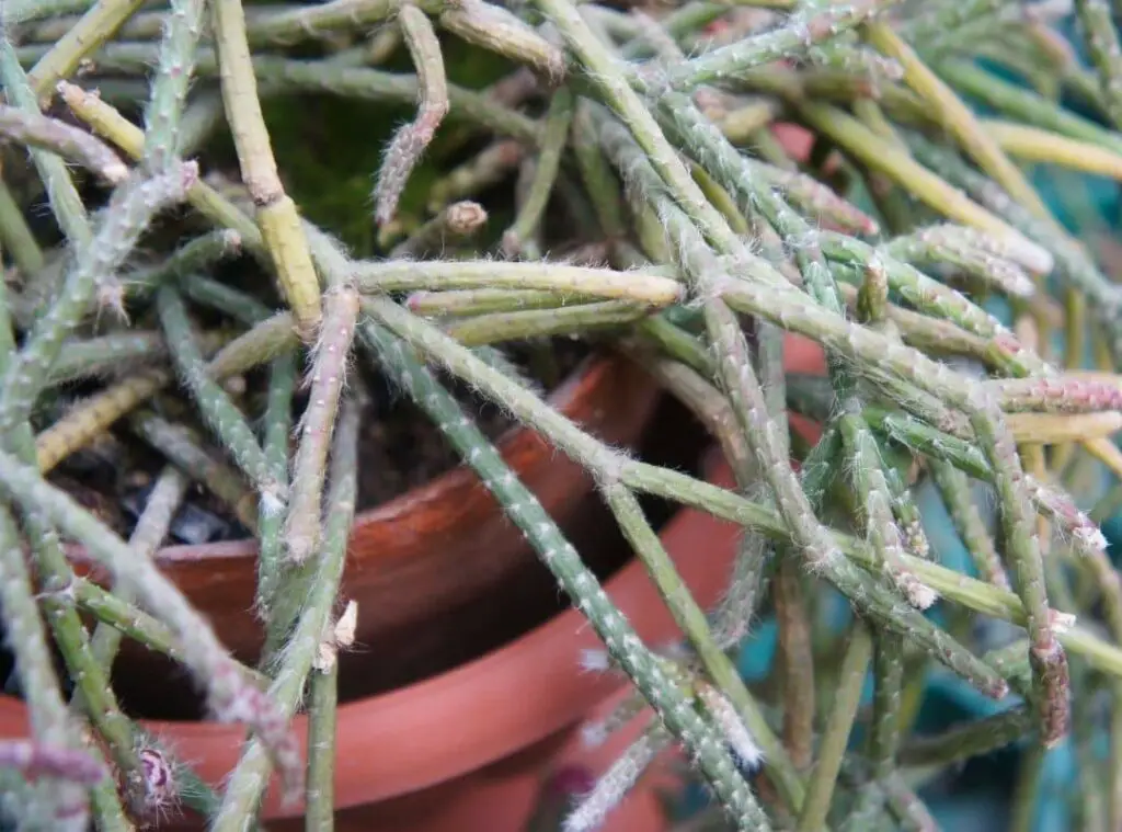 Mistletoe Cactus Propagation
