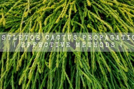 Mistletoe Cactus Propagation | Effective Methods |