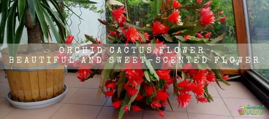Orchid Cactus Flower