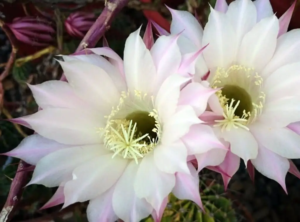 Orchid Cactus Flower