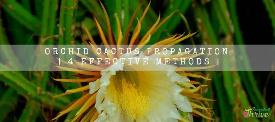Orchid Cactus propagation